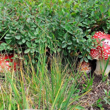 Le Balze Di Carisolo, Trilocale Con Giardino Appartement Buitenkant foto